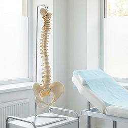 Können Rückenprobleme oder Verletzungen eine erektile Dysfunktion verursachen?