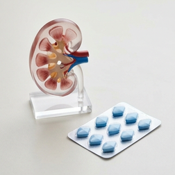 Hat Viagra irgendwelche negativen Auswirkungen auf die Nierenfunktion?